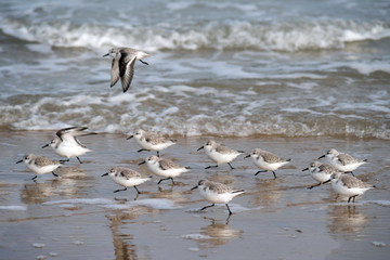 group of plovers along the beach