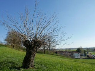 Basket willow tree