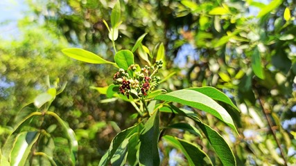 Sandalwood Newly Blooming Fruits and Leaves Early Summer Selectively Focused