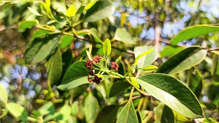Sandalwood Newly Blooming Fruits and Leaves Early Summer Selectively Focused