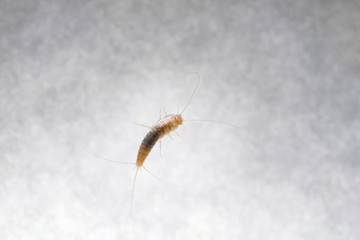 Firebrat (Thermobia domestica), a species of silverfish. Insect Lepisma saccharina in normal habitat.