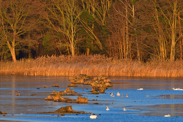 Ein Morgen im Oberlausitzer Teichgebiet	