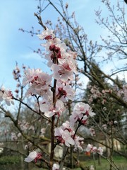 Apricot tree blossom in March
