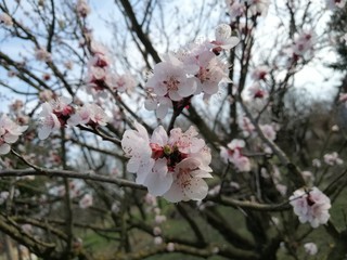 Apricot tree blossom in March