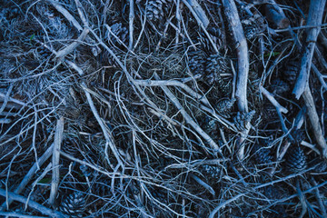 Pattern of fallen cones, branches and needles.
