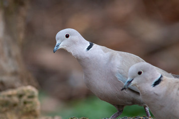 Collared Dove sitting on branch in backyard