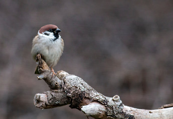 Tree sparrow perch on branch on dark background