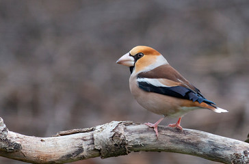 Hawfinch bird drink water