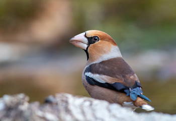Naklejka premium Hawfinch bird drink water