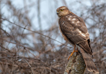 Northern Sparrowhawk sitting on concrete pole