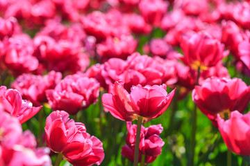 Obraz na płótnie Canvas Closeup of pink tulips flowers with green leaves in the park outdoor.