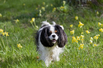 Fototapeta premium Cavalier-King-Charles