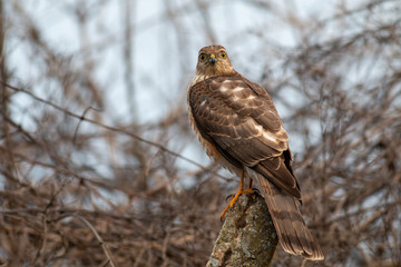 Northern Sparrowhawk sitting on concrete pole