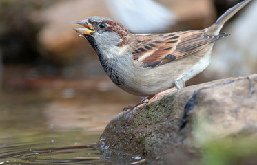 House sparrow in the backyard