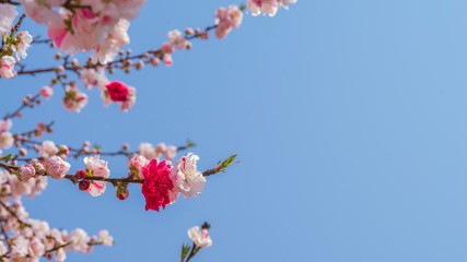 桃の花