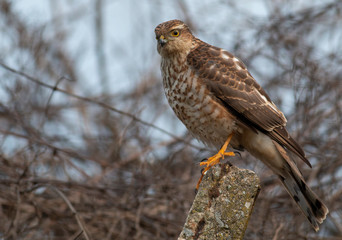 Northern Sparrowhawk sitting on concrete pole