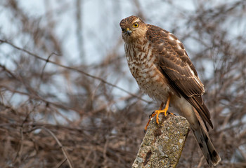 Northern Sparrowhawk sitting on concrete pole