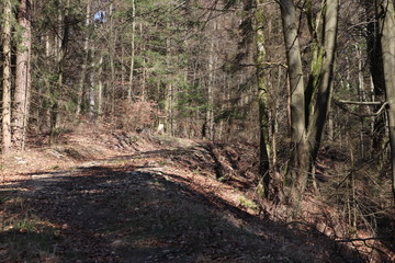 Oberfränkischer Wald im Frühling