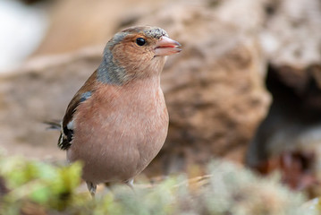 Common Chaffinch sitting on the ground