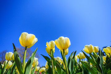Fototapeta premium beautiful white and yellow spring tulips in a flower garden on a sunny day against a blue sky.
