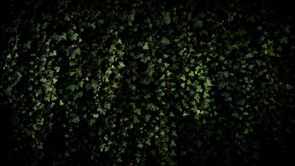 Green wall with leaves, ecological background, wallpaper.