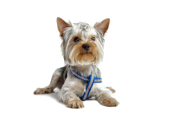 cute dog. Yorkshire Terrier. studio photo on a white background.