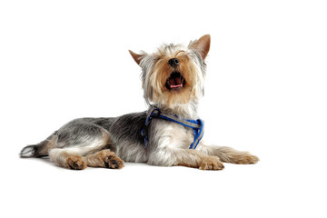 cute dog. Yorkshire Terrier. studio photo on a white background.