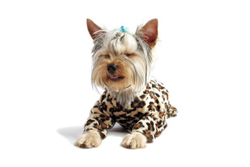 cute dog. Yorkshire Terrier. studio photo on a white background.
