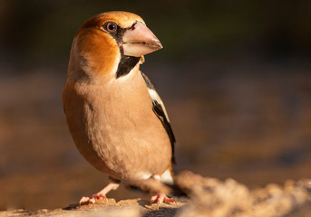 Fototapeta premium Hawfinch bird drink water