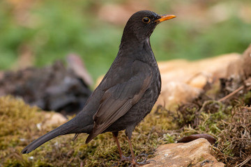Blackbird sitting on the ground