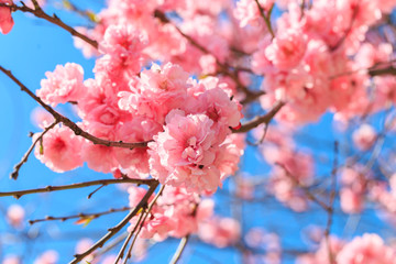 Sakura flowers are blooming against the blue sky, spring sakura. Nature.