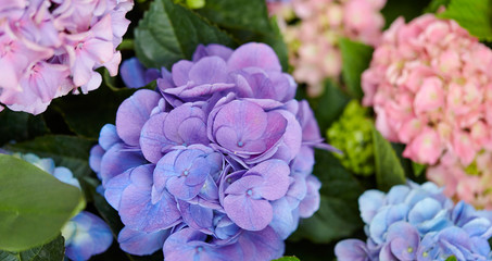 pink and blue flowers