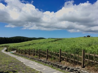 Fototapeta na wymiar Korea Jeju Island Landscape with sun and blue sky cloud way road