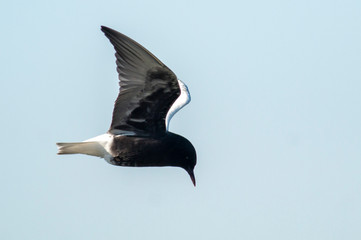 White-winged Tern in breeding plumage