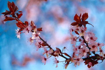 beautiful cherry blossom flowers in blue sky 
