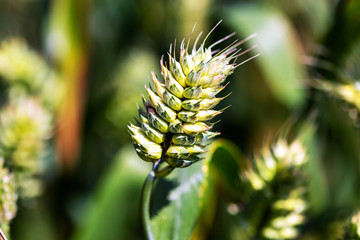 close up of a cereals variety