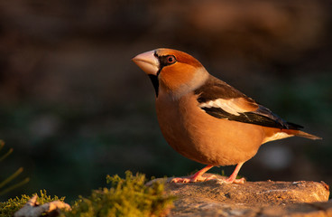 Hawfinch bird drink water