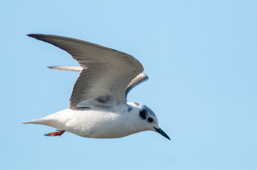 Little Gull in winter plumage flying