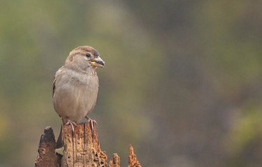House sparrow in the backyard