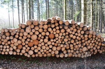Forstwirtschaft - Baumstämme lagern im Wald