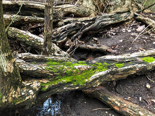 Mossy Roots