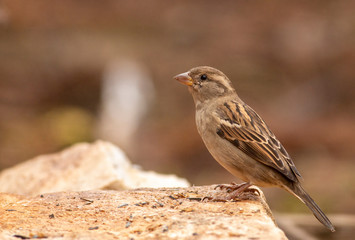 House sparrow in the backyard