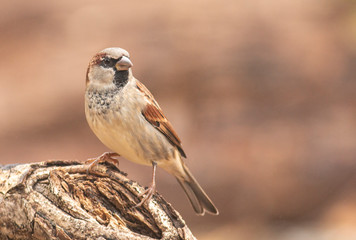 House sparrow in the backyard