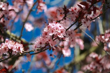 beautiful cherry blossom flowers in blue sky 