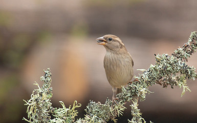 House sparrow in the backyard