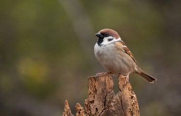 Tree sparrow perch on branch on dark background