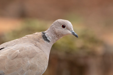 Collared Dove sitting on branch in backyard