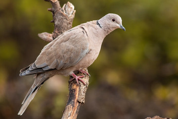 Collared Dove sitting on branch in backyard