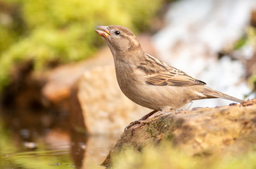 House sparrow in the backyard