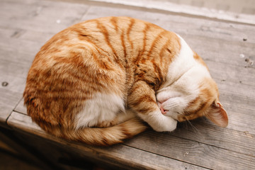 The red-white cat lies curled up on a wooden platform. You can see the cat's nose.